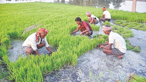 Farmers News