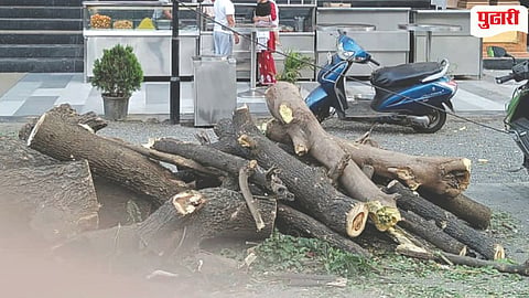 Tree Cutting Kalyan Dombivli