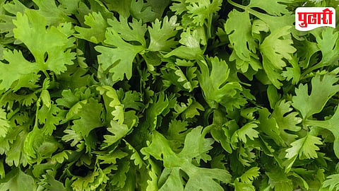 Coriander