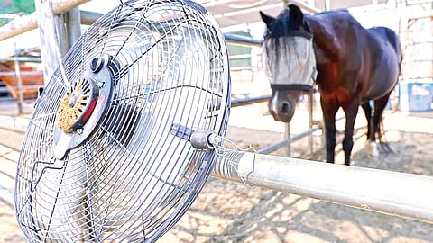 Heatwave Impact Animals |