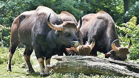 Indian Bison