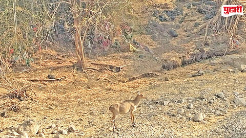 Wildlife Water Crisis