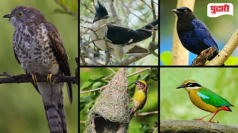 Konkan Monsoon Birds