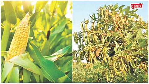 Agriculture News