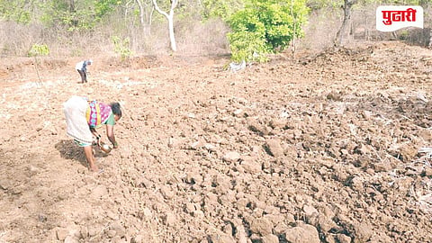 Pen Rice Sowing