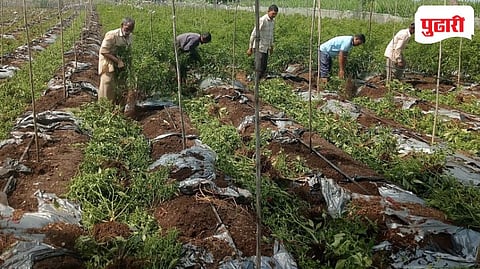 पिकावर बोकड्या रोगाचा प्रार्दुभाव: १ एकरातील मिरची पिक शेतकऱ्याने टाकले उपटून; लाखो रुपयांचे नुकसान...