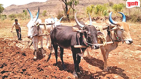 Agricultural Transformation