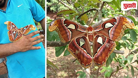 Atlas moth