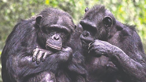 Animal Language
