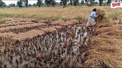Palghar Rice Farming