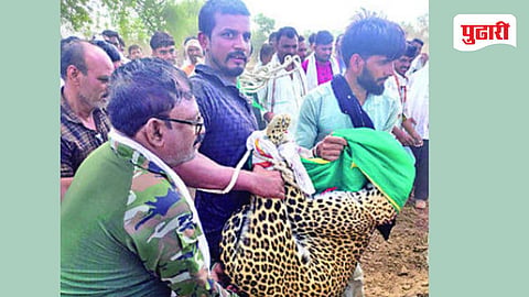 Jalgaon Leopard attack