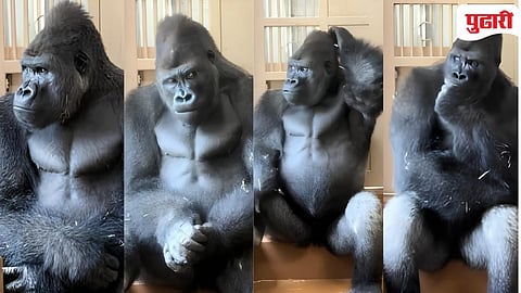 Just look at the expression on this gorilla's face in Japan!