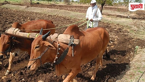 Devoni Farmer Bullock