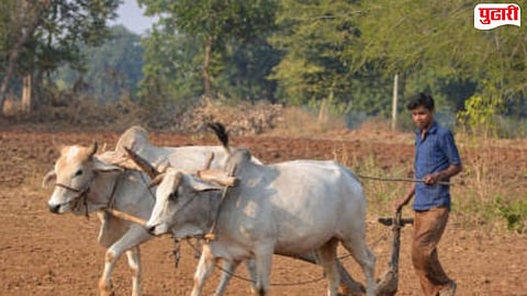 Kolad Farming News