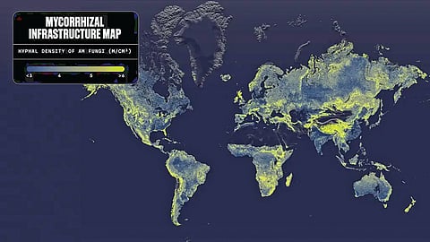 Fungal Network Earth |
