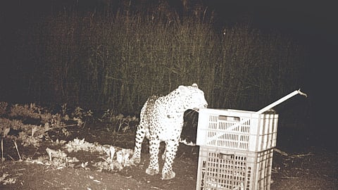 Shirala Leopard rescue: बिबट्याच्या तीन पिलांची आईशी पुनर्भेट