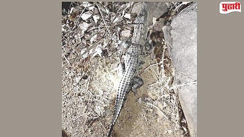 Kothurde Dam Crocodiles