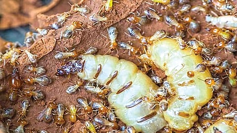 Queen Termite