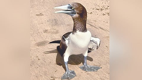 Brown Booby