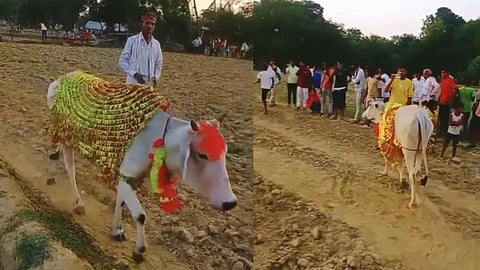 ७ दिवस शेतात गोल-गोल फिरत होती गाय; ग्रामस्थांना वाटला चमत्कार, पण समोर आले सत्य