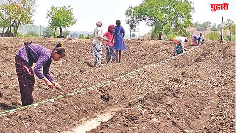 Bhokar Dust Sowing