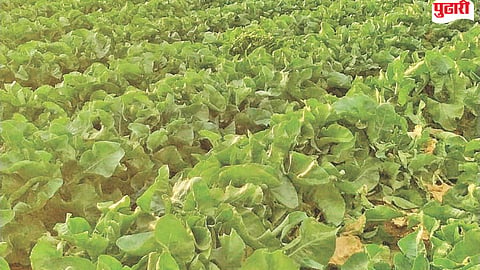 Jalna Agriculture News