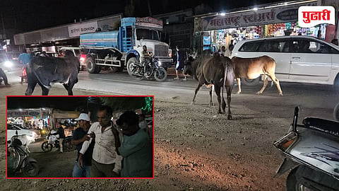 Raigad news | मोकाट गुरांचा पुन्हा कहर; विद्यानगर येथे इसम जखमी