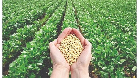 Belgaum Soybean Farming: जिल्ह्यात सोयाबीन क्षेत्रात वाढ