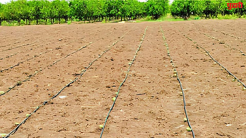 Drip Irrigation