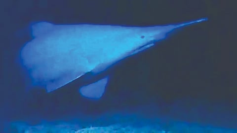 Goblin Shark