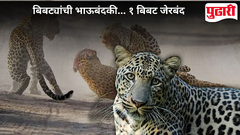 Leopard News