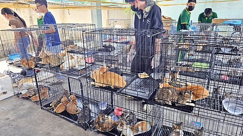 Vietnam Cat Rescue |