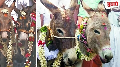 Donkey Marriage for rain | पाऊस पडावा म्हणून गाढवाचं लग्न का लावतात? काय आहे प्रथा जाणून घ्या!