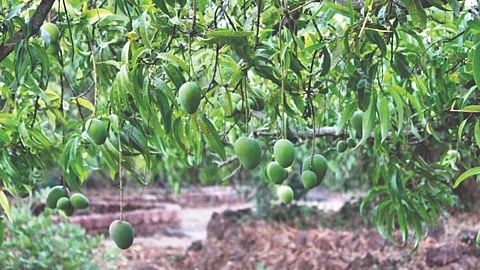 आंबा उत्पादन