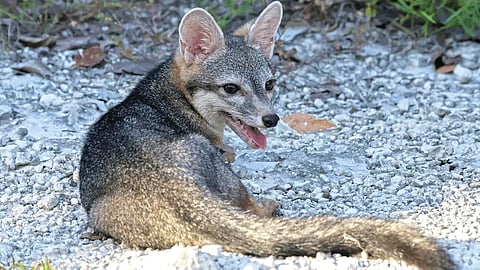 Dwarf Fox |