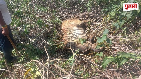 Decomposed Tiger Carcass Found