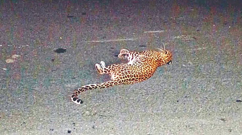 Satara leopard accident: दुचाकीच्या धडकेत बिबट्या बेशुध्द