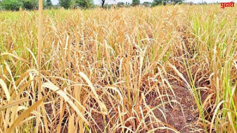 Sugarcane crop