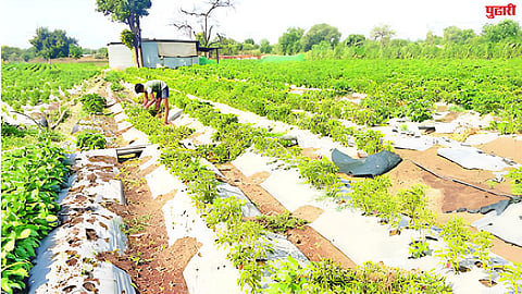 Agriculture News
