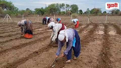 Chandrapur Farmers Kharif Season