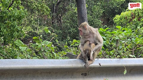 Palghar News