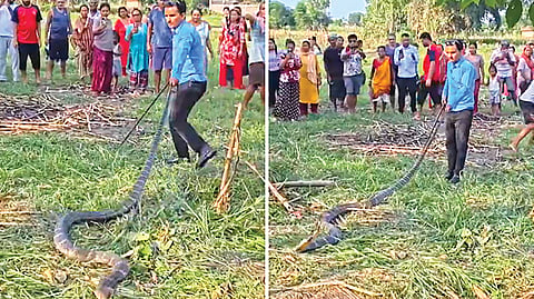 King Cobra Rescue
