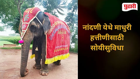 Nandani Madhuri Elephant News