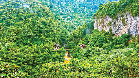 Amazon Rainforest