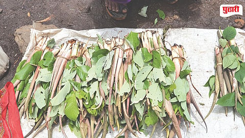 Roha Ranbhajya Market