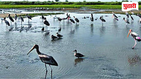 Nandur Madhameshwar Bird Census | 'महाराष्ट्राचे भरतपूर' ठरणार पक्षिमित्रांचे केंद्र