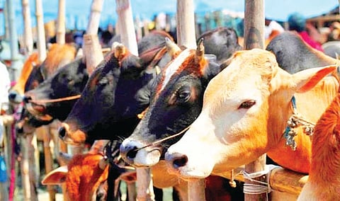 Animal Husbandry Online Data Entry |