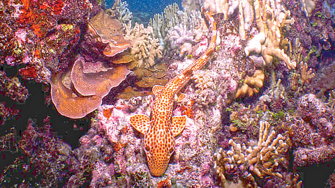 Rare Shark Species |