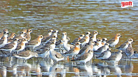 Migratory Birds Mumbai