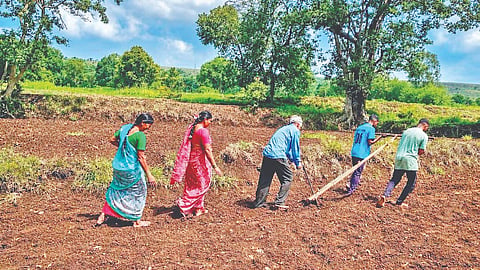 Belagavi news: पावसाची उघडीप; शेतकऱ्याला धाकधूक